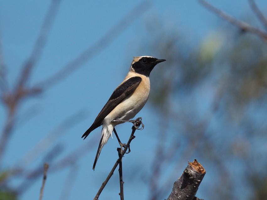 Monachella